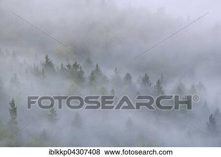 Stock Photo - Trees in mist, thick fog, Elbe Valley in the Saxon Switzerland, Saxon Switzerland, Saxony, Germany, Europe. Fotosearch