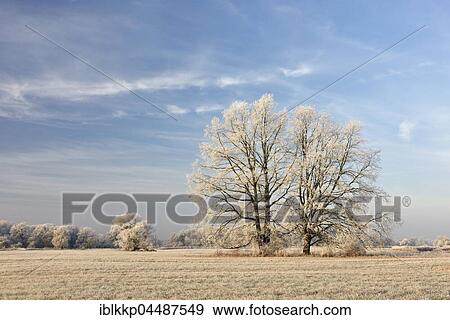 Stock Photo - Trees with hoarfrost, Elbaue, Middle Elbe Biosphere Reserve, Saxony-Anhalt, Germany, Europe. Fotosearch