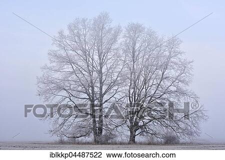 Stock Image - Trees with hoarfrost, fog in Lebaue, Middle Elbe Biosphere Reserve, Saxony-Anhalt, Germany, Europe. Fotosearch