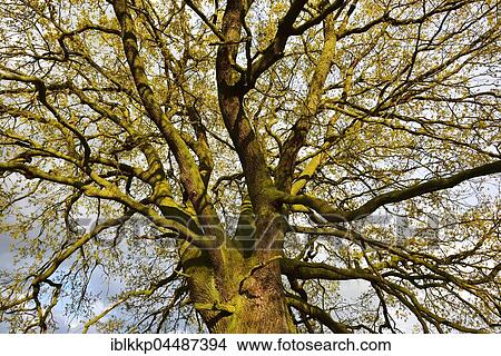 Treetop, solitary oak tree, English oak (Quercus robur) in spring, leaf shoots, Middle Elbe Biosphere Reserve, Saxony-Anhalt, Germany, Europe View Large Photo Image Picture - Treetop, solitary oak tree, English oak (Quercus robur) in spring, leaf shoots, Middle Elbe Biosphere Reserve, Saxony-Anhalt, Germany, Europe. Fotosearch