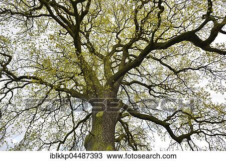 Treetop, solitary oak tree, English oak (Quercus robur) in spring, leaf shoots, Middle Elbe Biosphere Reserve, Saxony-Anhalt, Germany, Europe View Large Photo Image Stock Image - Treetop, solitary oak tree, English oak (Quercus robur) in spring, leaf shoots, Middle Elbe Biosphere Reserve, Saxony-Anhalt, Germany, Europe. Fotosearch