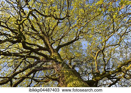 Stock Image - Treetop, solitary oak tree, English oak (Quercus robur) in spring, leaf shoots, Middle Elbe Biosphere Reserve, Saxony-Anhalt, Germany, Europe. Fotosearch