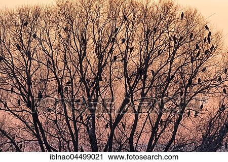 Stock Image - Treetop with cormorants (Phalacrocorax carbo) at sunset, Lake Bramfelder, Hamburg, Germany, Europe. Fotosearch