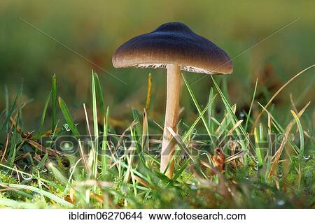 Tricholoma portentosum (Tricholoma portentosum), North Rhine-Westphalia, Germany, Europe View Large Photo Image Picture - Tricholoma portentosum (Tricholoma portentosum), North Rhine-Westphalia, Germany, Europe. Fotosearch