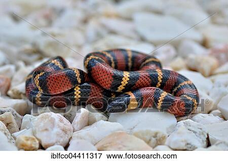 Tropical Kingsnake, Milk Snake (Lampropeltis triangulum), non venomous, Corozal district, Belize, Central America View Large Photo Image Stock Photo - Tropical Kingsnake, Milk Snake (Lampropeltis triangulum), non venomous, Corozal district, Belize, Central America. Fotosearch