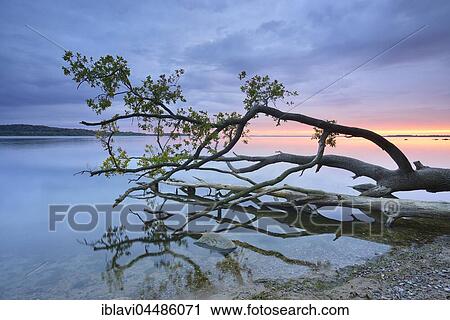 Trunk of an oak tree lying in water, Bay of Greifswald, at back Vilm, sunset, near Putbus, Rügen, Mecklenburg-Western Pomerania, Germany, Europe View Large Photo Image Stock Image - Trunk of an oak tree lying in water, Bay of Greifswald, at back Vilm, sunset, near Putbus, Rügen, Mecklenburg-Western Pomerania, Germany, Europe. Fotosearch