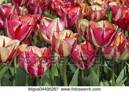 Tulips (Tulipa Spryng Break) in a field, Bollenstreek, The Netherlands, Europe View Large Photo Image Stock Photo - Tulips (Tulipa Spryng Break) in a field, Bollenstreek, The Netherlands, Europe. Fotosearch
