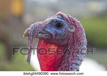 Turkey, portrait, Kinderbauernhof Kirchdorf, Wilhelmsburg, Hamburg, Germany, Europe View Large Photo Image Stock Image - Turkey, portrait, Kinderbauernhof Kirchdorf, Wilhelmsburg, Hamburg, Germany, Europe. Fotosearch
