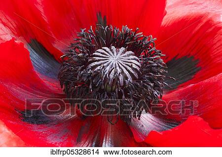 Picture - Turkish poppy, Papaver orientale, Switzerland, Europe. Fotosearch