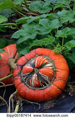 Turkish turban, bishop's mitre, squashes ( Cucurbita maxima) View Large Photo Image Picture - Turkish turban, bishop's mitre, squashes ( Cucurbita maxima). Fotosearch