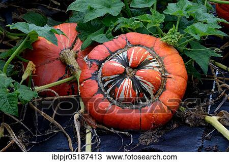 Turkish turban, bishop's mitre, squashes ( Cucurbita maxima) View Large Photo Image Stock Image - Turkish turban, bishop's mitre, squashes ( Cucurbita maxima). Fotosearch