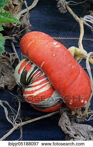 Turkish turban, turkish turban-pumpkin, bishop's mitre, squashes ( Cucurbita maxima) Turkish turban, Turkish turban, Turkish turban-curbis View Large Photo Image Stock Photo - Turkish turban, turkish turban-pumpkin, bishop's mitre, squashes ( Cucurbita maxima) Turkish turban, Turkish turban, Turkish turban-curbis. Fotosearch