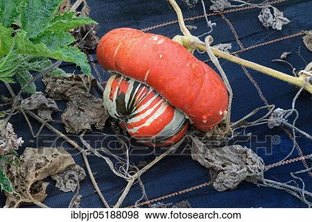 Stock Photo - Turkish turban, turkish turban-pumpkin, bishop's mitre, squashes ( Cucurbita maxima) Turkish turban, Turkish turban, Turkish turban-curbis. Fotosearch