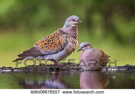 Turtle dove (Streptopelia turtur) Pair at a waterhole, Kiskunsag National Park, Hungary, Europe View Large Photo Image Stock Photo - Turtle dove (Streptopelia turtur) Pair at a waterhole, Kiskunsag National Park, Hungary, Europe. Fotosearch