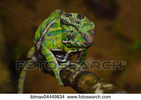 Two-banded chameleon (Furcifer balteatus), female, Ranomafana National Park, Madagascar, Africa View Large Photo Image Picture - Two-banded chameleon (Furcifer balteatus), female, Ranomafana National Park, Madagascar, Africa. Fotosearch