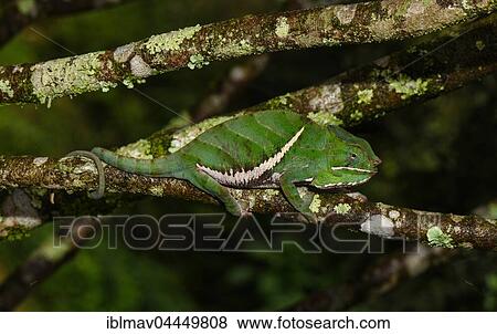 Stock Photo - Two-banded chameleon (Furcifer balteatus), male, Ranomafana National Park, Madagascar, Africa. Fotosearch