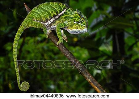 Two-banded chameleon (Furcifer balteatus), female, Ranomafana national park, Madagascar, Africa View Large Photo Image Stock Photograph - Two-banded chameleon (Furcifer balteatus), female, Ranomafana national park, Madagascar, Africa. Fotosearch