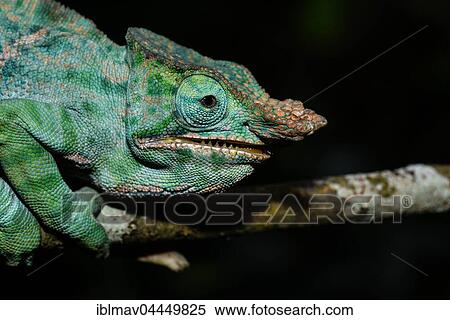 Two-banded chameleon (Furcifer balteatus), male, Ranomafana National Park, Madagascar, Africa View Large Photo Image Stock Photography - Two-banded chameleon (Furcifer balteatus), male, Ranomafana National Park, Madagascar, Africa. Fotosearch