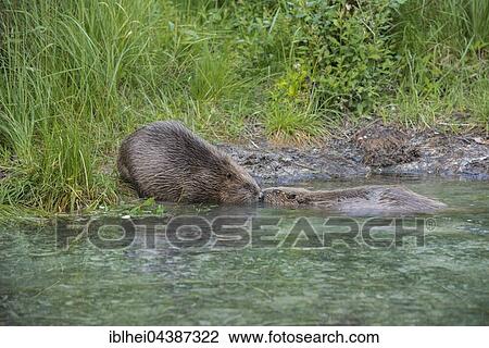 Stock Image - Two beaver (Castor fiber) in water, Upper Austria, Austria, Europe. Fotosearch