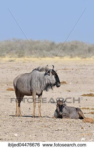 Two blue wildebeests (Connochaetes taurinus), adult and young on arid ground, Etosha National Park, Namibia, Africa View Large Photo Image Stock Photograph - Two blue wildebeests (Connochaetes taurinus), adult and young on arid ground, Etosha National Park, Namibia, Africa. Fotosearch