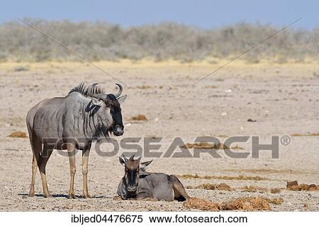 Two blue wildebeests (Connochaetes taurinus), adult and young on arid ground, Etosha National Park, Namibia, Africa View Large Photo Image Stock Photography - Two blue wildebeests (Connochaetes taurinus), adult and young on arid ground, Etosha National Park, Namibia, Africa. Fotosearch