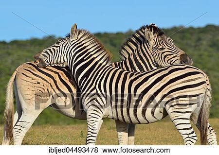 Two Burchell's zebras (Equus quagga burchellii), in grassland, Addo Elephant National Park, Eastern Cape, South Africa, Africa View Large Photo Image Stock Photo - Two Burchell's zebras (Equus quagga burchellii), in grassland, Addo Elephant National Park, Eastern Cape, South Africa, Africa. Fotosearch