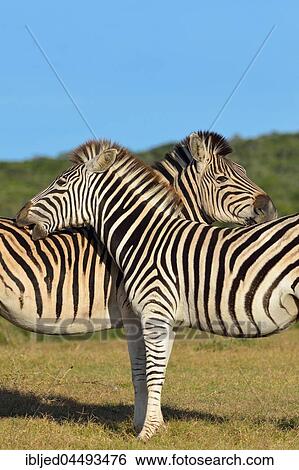 Two Burchell's zebras (Equus quagga burchellii), in grassland, Addo Elephant National Park, Eastern Cape, South Africa, Africa View Large Photo Image Stock Photograph - Two Burchell's zebras (Equus quagga burchellii), in grassland, Addo Elephant National Park, Eastern Cape, South Africa, Africa. Fotosearch