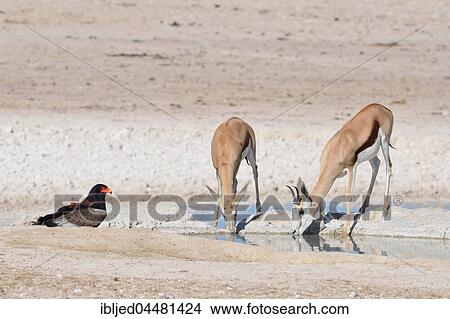 Two springboks (Antidorcas marsupialis) drinking with a Bateleur eagle (Terathopius ecaudatus) at waterhole, Etosha National Park, Namibia, Africa View Large Photo Image Picture - Two springboks (Antidorcas marsupialis) drinking with a Bateleur eagle (Terathopius ecaudatus) at waterhole, Etosha National Park, Namibia, Africa. Fotosearch
