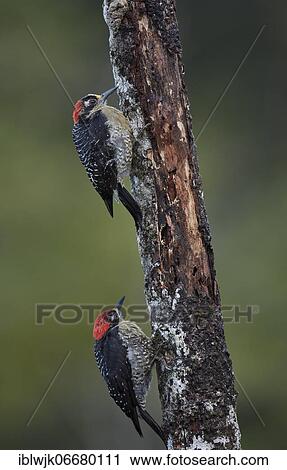 Two temporal spotted woodpeckers (Melanerpes pucherani) on a tree trunk, Laguna del Lagarta, Costa Rica, Central America View Large Photo Image Stock Image - Two temporal spotted woodpeckers (Melanerpes pucherani) on a tree trunk, Laguna del Lagarta, Costa Rica, Central America. Fotosearch