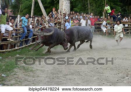 Two water buffalos (Bubalus arnee) at bullfight, Lamai, Koh Samui, Thailand, Asia View Large Photo Image Picture - Two water buffalos (Bubalus arnee) at bullfight, Lamai, Koh Samui, Thailand, Asia. Fotosearch