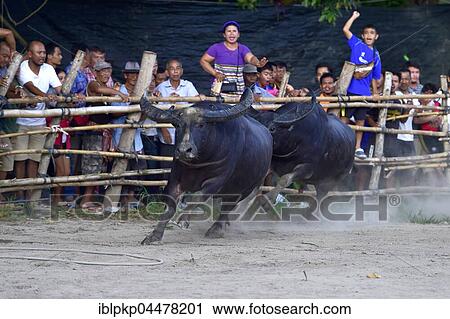 Two water buffalos (Bubalus arnee) at bullfight, Lamai, Koh Samui, Thailand, Asia View Large Photo Image Stock Image - Two water buffalos (Bubalus arnee) at bullfight, Lamai, Koh Samui, Thailand, Asia. Fotosearch