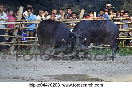 Two water buffalos (Bubalus arnee) at bullfight, Lamai, Koh Samui, Thailand, Asia View Large Photo Image Stock Image - Two water buffalos (Bubalus arnee) at bullfight, Lamai, Koh Samui, Thailand, Asia. Fotosearch