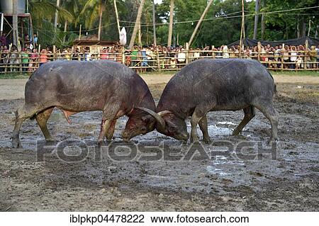 Two water buffalos (Bubalus arnee) at bullfight, Lamai, Koh Samui, Thailand, Asia View Large Photo Image Stock Image - Two water buffalos (Bubalus arnee) at bullfight, Lamai, Koh Samui, Thailand, Asia. Fotosearch