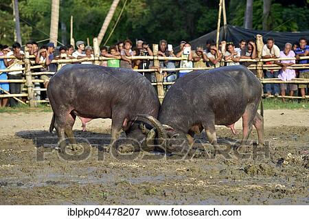 Two water buffalos (Bubalus arnee) at bullfight, Lamai, Koh Samui, Thailand, Asia View Large Photo Image Stock Photo - Two water buffalos (Bubalus arnee) at bullfight, Lamai, Koh Samui, Thailand, Asia. Fotosearch