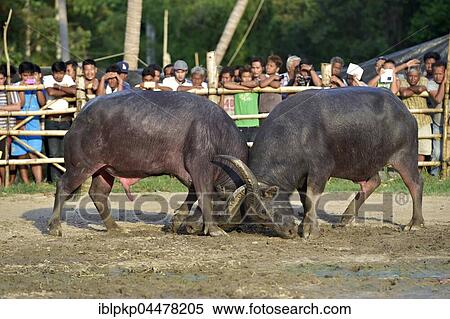 Stock Photography - Two water buffalos (Bubalus arnee) at bullfight, Lamai, Koh Samui, Thailand, Asia. Fotosearch
