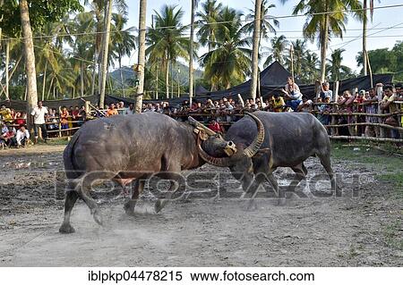 Two water buffalos (Bubalus arnee) at bullfight, Lamai, Koh Samui, Thailand, Asia View Large Photo Image Stock Photography - Two water buffalos (Bubalus arnee) at bullfight, Lamai, Koh Samui, Thailand, Asia. Fotosearch