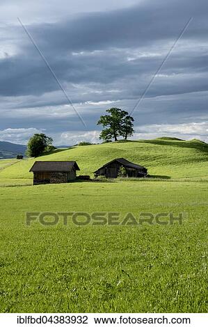 Two wooden huts and a tree on a sunlit green meadow, landscape of hills, Allgäu, near Oberstdorf, Bavaria, Germany, Europe View Large Photo Image Stock Image - Two wooden huts and a tree on a sunlit green meadow, landscape of hills, Allgäu, near Oberstdorf, Bavaria, Germany, Europe. Fotosearch