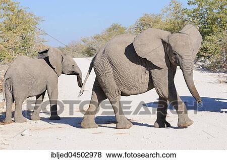 Stock Photo - Two young African bush elephants (Loxodonta africana) crossing a dirt road, Etosha National Park, Namibia, Africa. Fotosearch