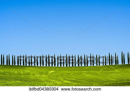 Typical green Tuscan landscape in Bagno Vignoni, Val d’Orcia, fields, cypresses and blue sky, San Quirico d’Orcia, Tuscan, Italy, Europe View Large Photo Image Picture - Typical green Tuscan landscape in Bagno Vignoni, Val d’Orcia, fields, cypresses and blue sky, San Quirico d’Orcia, Tuscan, Italy, Europe. Fotosearch