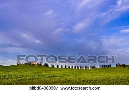 Typical green Tuscan landscape in Bagno Vignoni, Val d’Orcia, farm on hill, fields, cypresses and blue, cloudy sky, San Quirico d’Orcia, Tuscany, Italy, Europe View Large Photo Image Stock Photo - Typical green Tuscan landscape in Bagno Vignoni, Val d’Orcia, farm on hill, fields, cypresses and blue, cloudy sky, San Quirico d’Orcia, Tuscany, Italy, Europe. Fotosearch