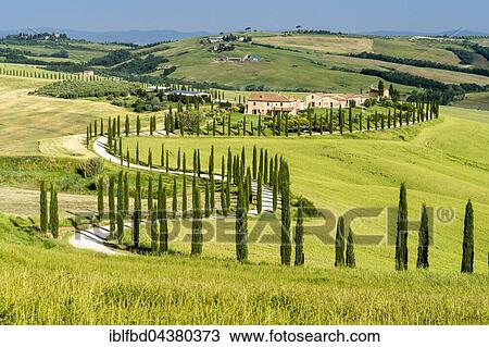 Stock Image - Typical green Tuscan landscape in Val d’Orcia, farm on hill, winding road, fields, cypresses and blue sky, Trequanda, Tuscany, Italy, Europe. Fotosearch