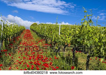 Typical green Tuscan landscape in Val d’Orcia with wineyards, poppies and a blue cloudy sky, Ascianello, Tuscany, Italy, Europe View Large Photo Image Stock Photo - Typical green Tuscan landscape in Val d’Orcia with wineyards, poppies and a blue cloudy sky, Ascianello, Tuscany, Italy, Europe. Fotosearch