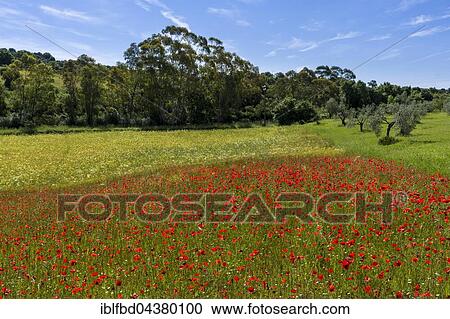Typical green Tuscan landscape with hills, trees, red poppies and blue, cloudy sky, Massa Marittima, Tuscany, Italy, Europe View Large Photo Image Stock Image - Typical green Tuscan landscape with hills, trees, red poppies and blue, cloudy sky, Massa Marittima, Tuscany, Italy, Europe. Fotosearch