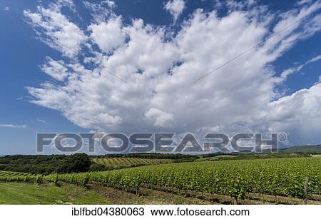 Typical green Tuscany landscape with hills, wineyards, trees and blue, cloudy sky, Cassare, Tuscany, Italy, Europe View Large Photo Image Stock Image - Typical green Tuscany landscape with hills, wineyards, trees and blue, cloudy sky, Cassare, Tuscany, Italy, Europe. Fotosearch