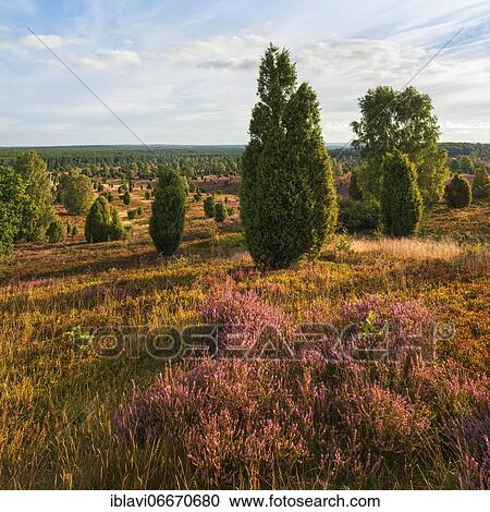 Stock Image - Typical heath landscape at Wilseder Berg with flowering heather and juniper, Lüneburger Heide, Lower Saxony, Germany, Europe. Fotosearch