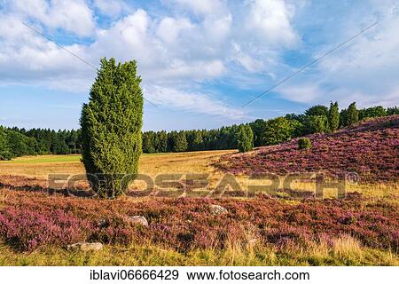 Stock Photo - Typical heath landscape at Wilseder Berg with flowering heather and juniper bush, Lüneburger Heide, Lower Saxony, Germany, Europe. Fotosearch