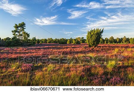 Typical heath landscape with blooming heather and juniper in the last evening light, Lüneburger Heide, Lower Saxony, Germany, Europe View Large Photo Image Stock Image - Typical heath landscape with blooming heather and juniper in the last evening light, Lüneburger Heide, Lower Saxony, Germany, Europe. Fotosearch