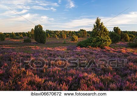 Typical heath landscape with blooming heather and juniper in the last evening light, Lüneburger Heide, Lower Saxony, Germany, Europe View Large Photo Image Stock Image - Typical heath landscape with blooming heather and juniper in the last evening light, Lüneburger Heide, Lower Saxony, Germany, Europe. Fotosearch