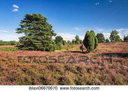 Typical heath landscape with flowering heather and juniper, Lüneburger Heide, Lower Saxony, Germany, Europe View Large Photo Image Stock Image - Typical heath landscape with flowering heather and juniper, Lüneburger Heide, Lower Saxony, Germany, Europe. Fotosearch