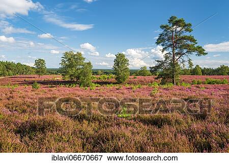 Typical heath landscape with flowering heather at Wietzer Berg, Lüneburger Heide, Lower Saxony, Germany, Europe View Large Photo Image Stock Photo - Typical heath landscape with flowering heather at Wietzer Berg, Lüneburger Heide, Lower Saxony, Germany, Europe. Fotosearch